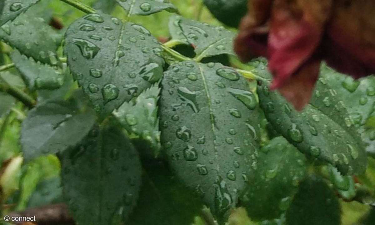 Oneplus One Foto-Test