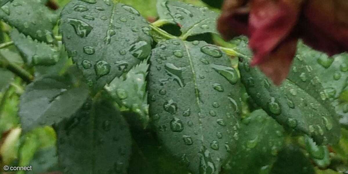 Oneplus One Foto-Test