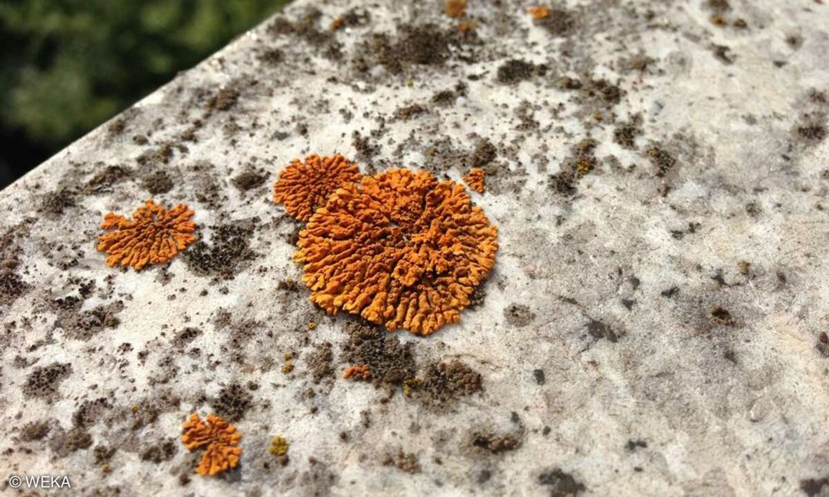 Olloclip Macro Original