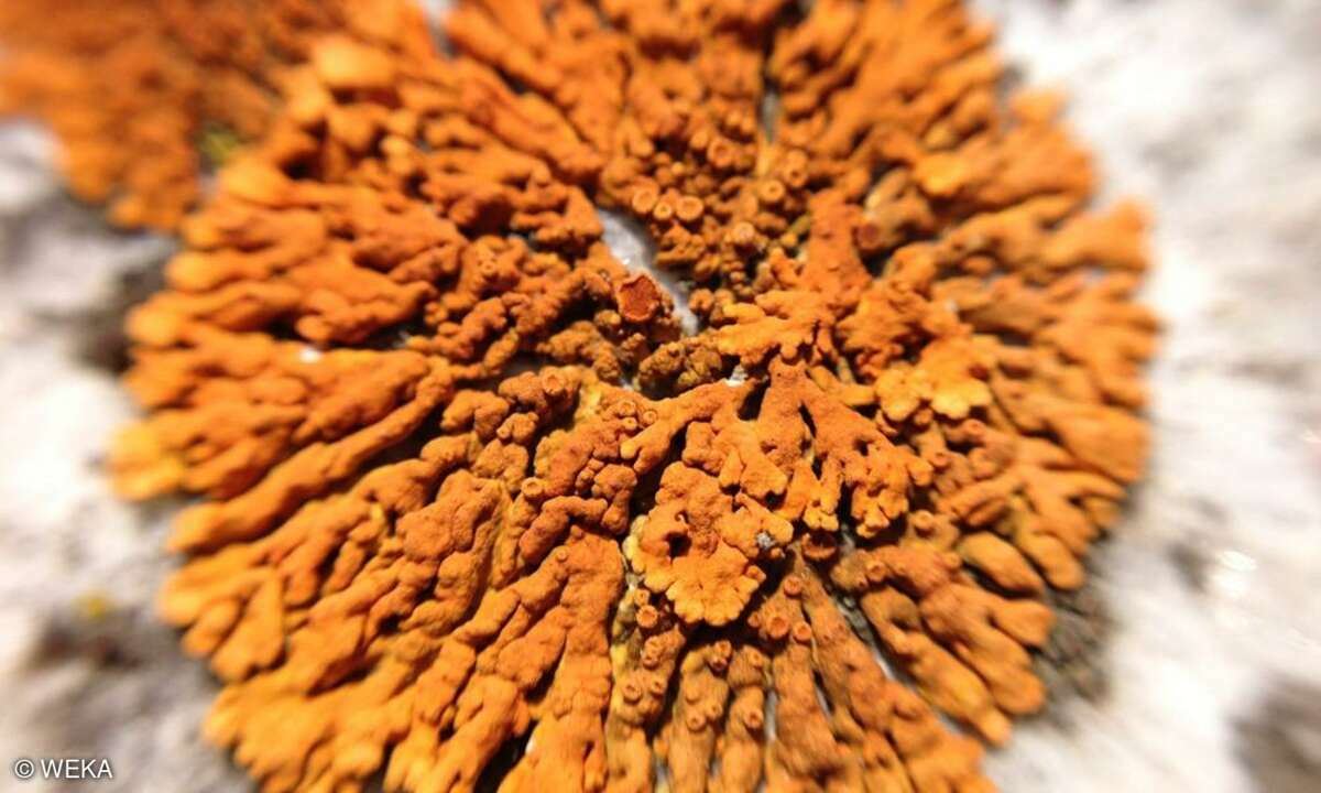 Olloclip Macro