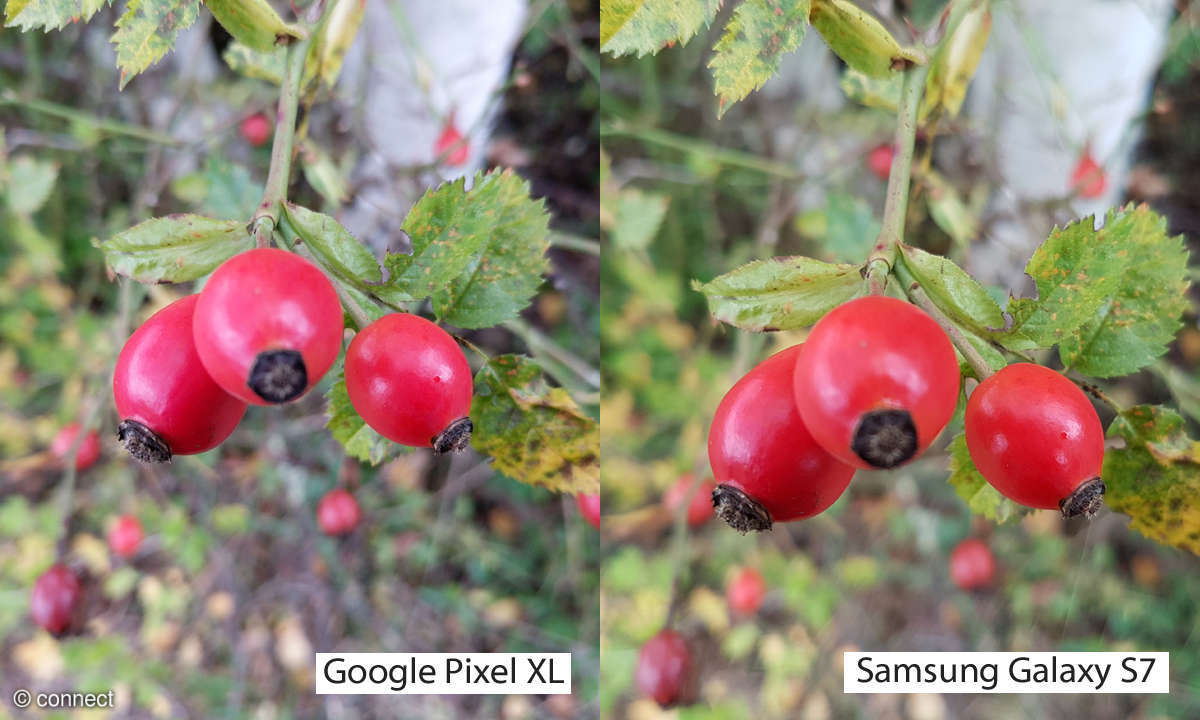 Kameravergleich: Google Pixel XL vs. Samsung Galaxy S7