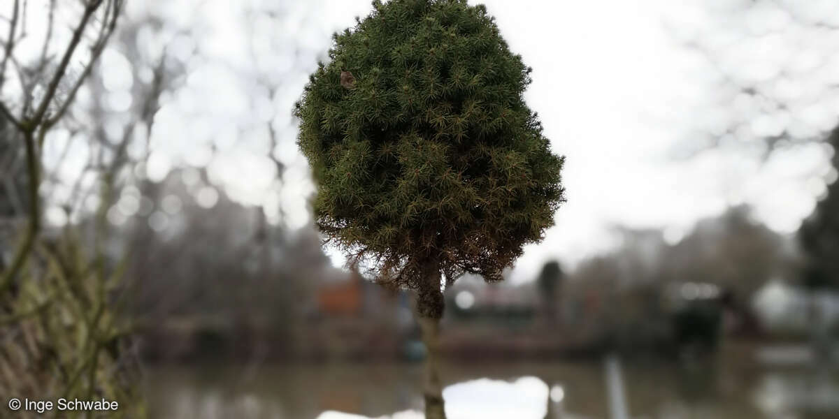 Huawei Mate 9 Kamera