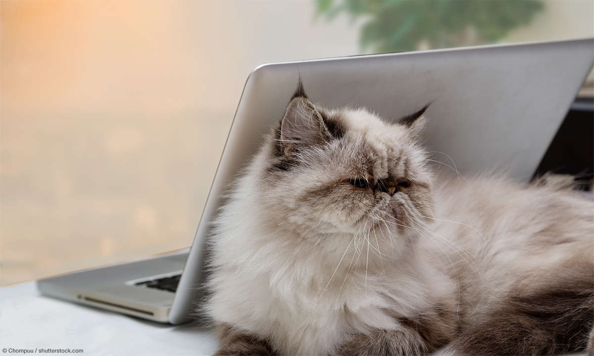 Katze am Laptop