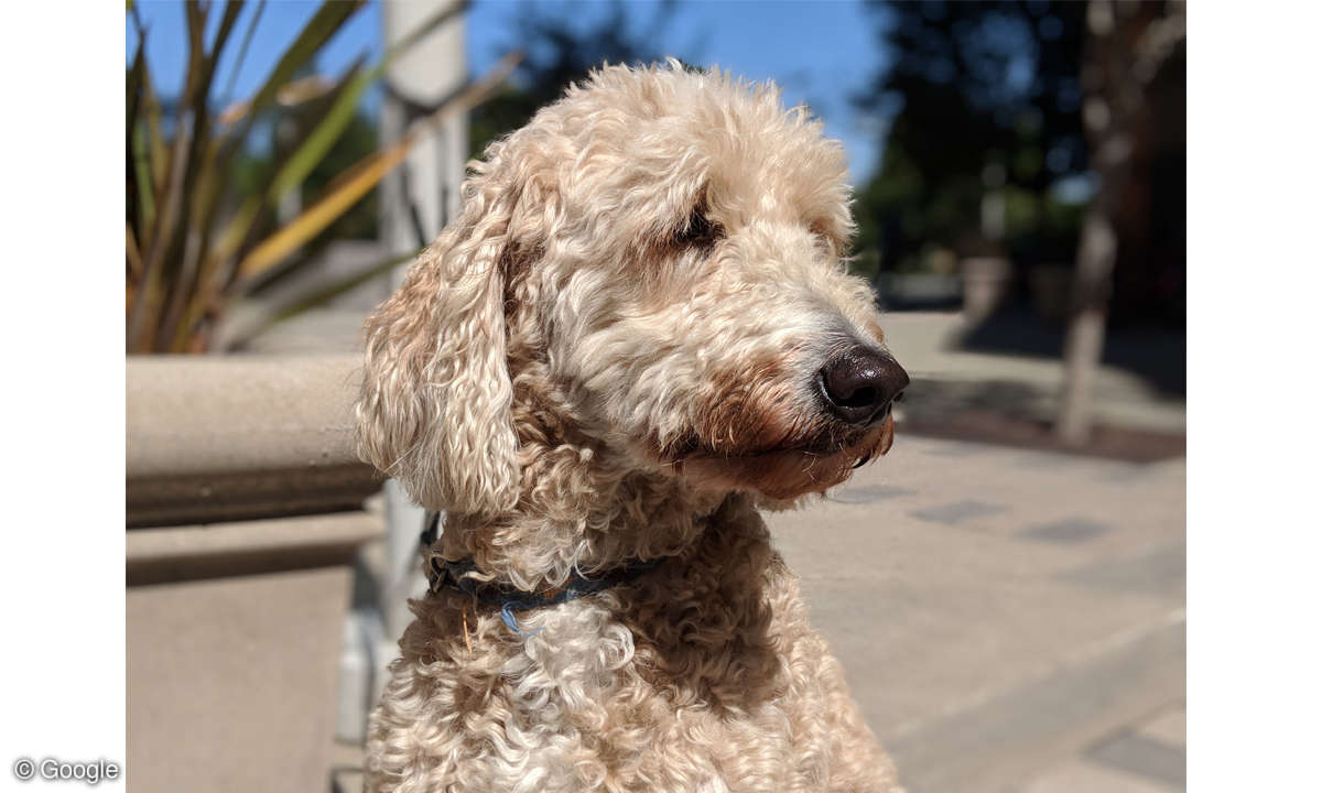 Google Pixel 2 Beispielfoto Hund