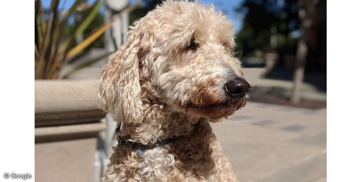Google Pixel 2 Beispielfoto Hund