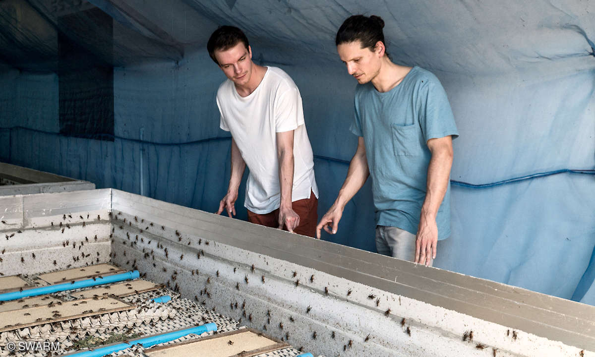 Swarm Team Insect Farm
