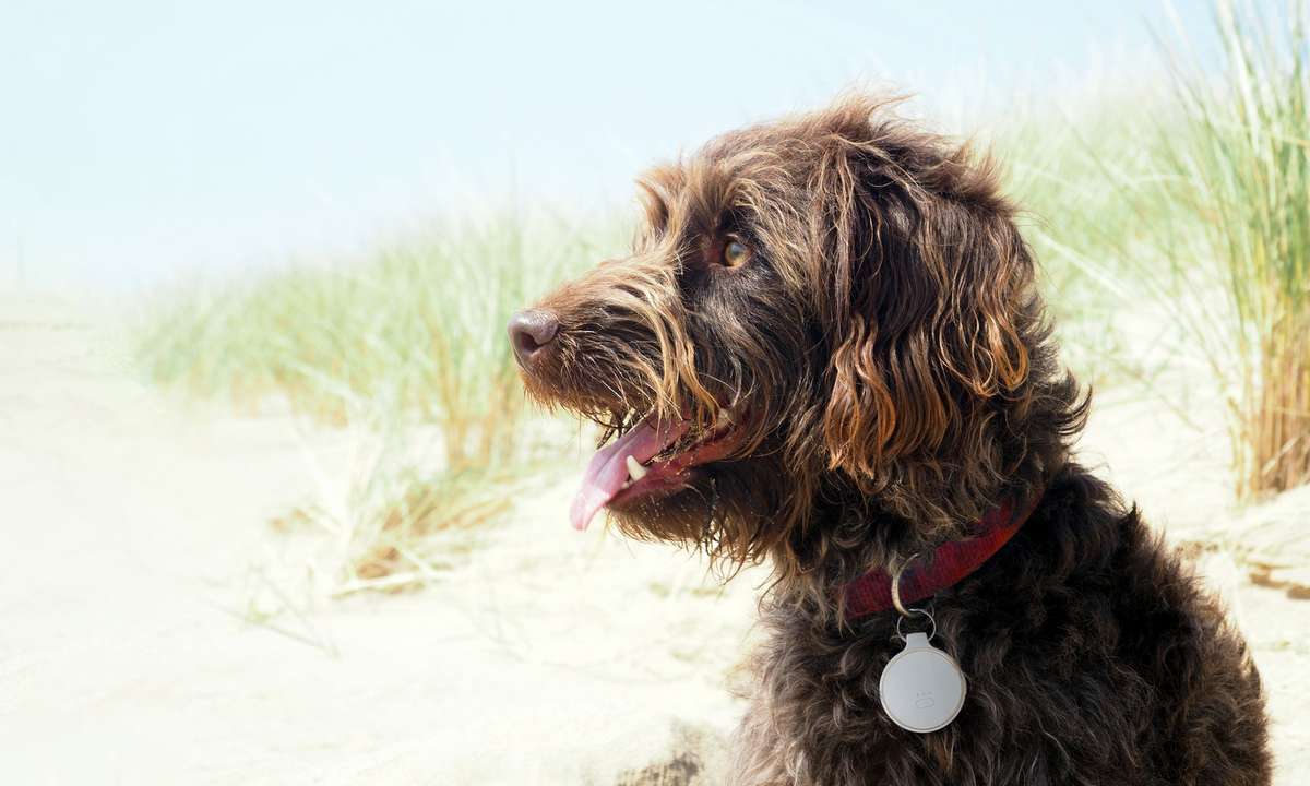 Vodafone Curve GPS-Tracker Hund