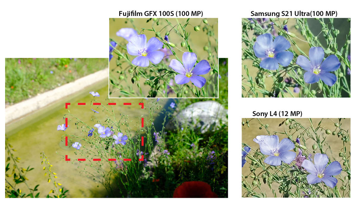 S21 Ultra vs. GFX 100s im 100-MP-Vergleich Blumen