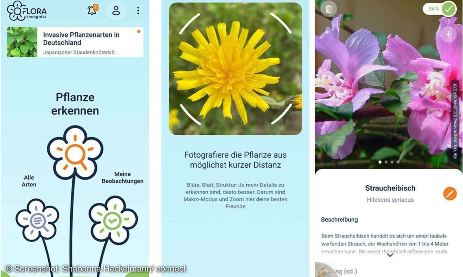 PflanzenApps im Vergleich Flora Incognita connect