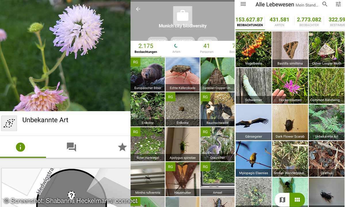 PflanzenApps im Vergleich iNaturalist connect