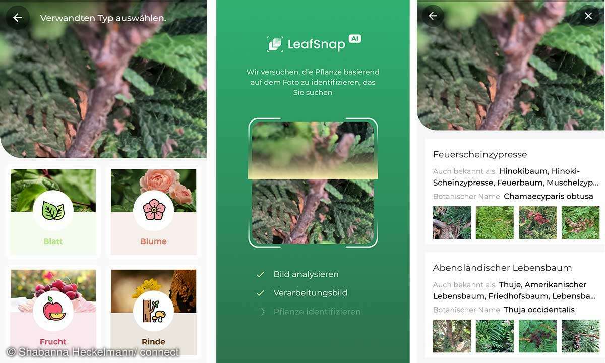 LeafSnap Screenshots