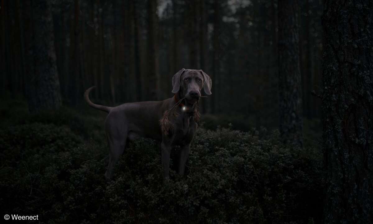 Weenect-xs-Lampe