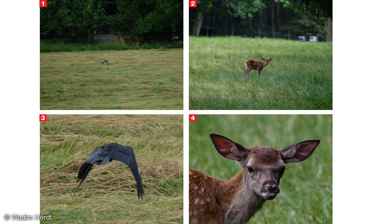 Fujifilm GFX100S II im Test: Motiverkennung