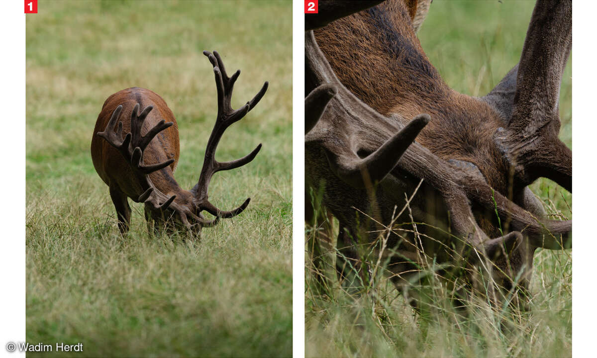 Fujifilm Fujinon GF 5,6/500 mm R LM OIS WR im Praxistest: Testfotos 1 und 2