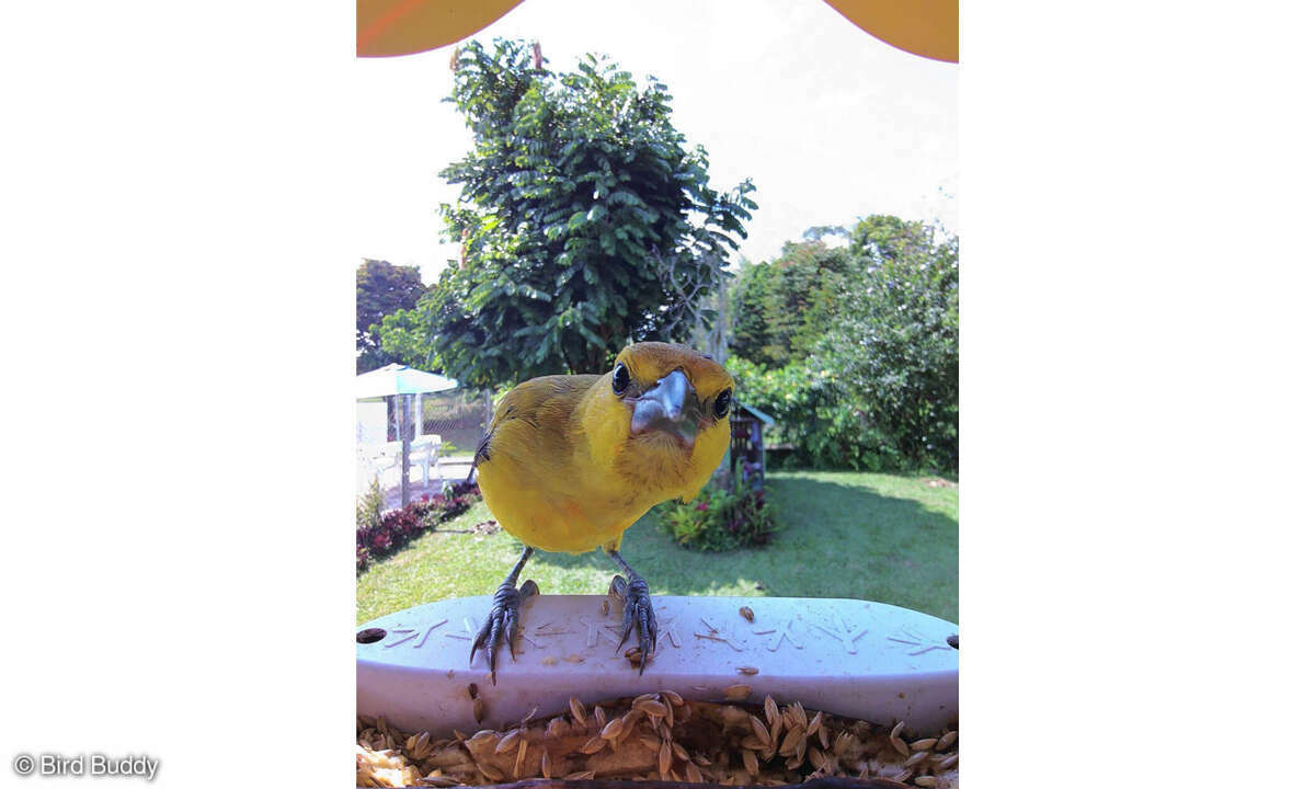 Smart Bird Feeder Pro von Bird Buddy im Check: Screenshot Kamera