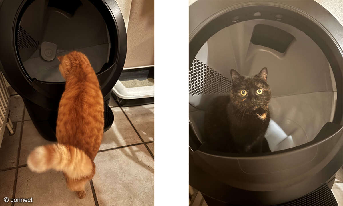 whisker-litter-katzen-drin