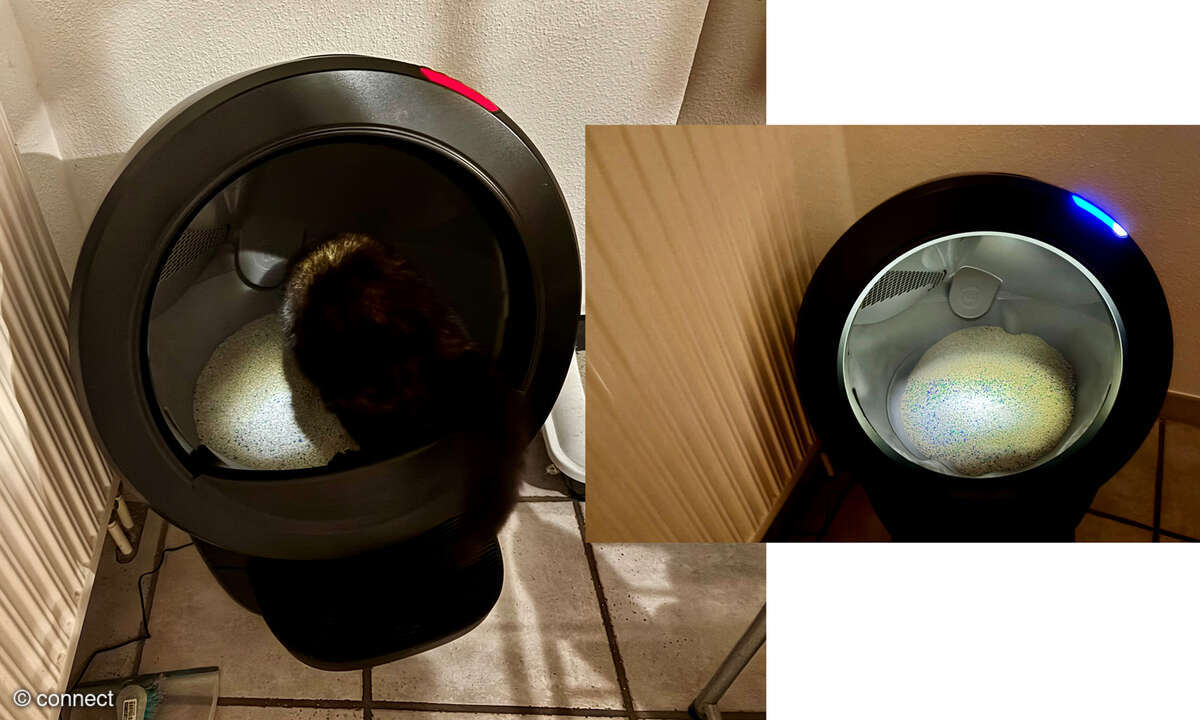 whisker-litter-blaurot