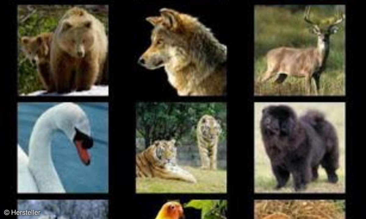 Animal Puzzle für Kids