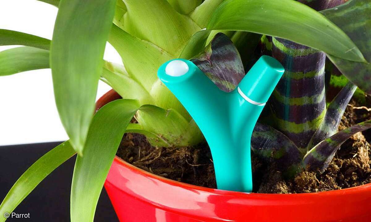 Parrot Flower Power