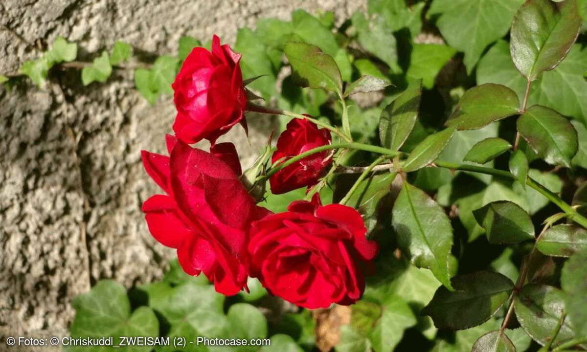 Testbild Sony DSC-QX10