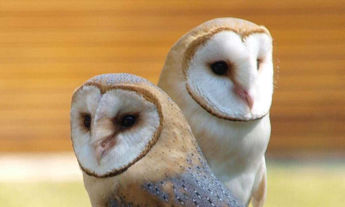 Schleiereulen im Tierpark Hellabrunn